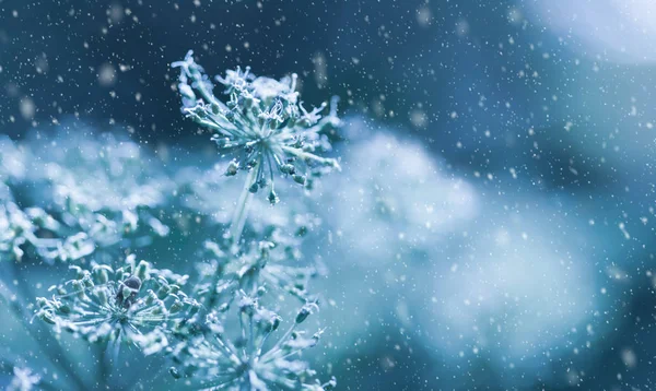 美丽的冬季背景与干燥的植物覆盖的嘶哑霜 — 图库照片