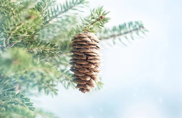 Ramos de abeto de Natal com cones de pinheiro em azul borrado — Fotografia de Stock