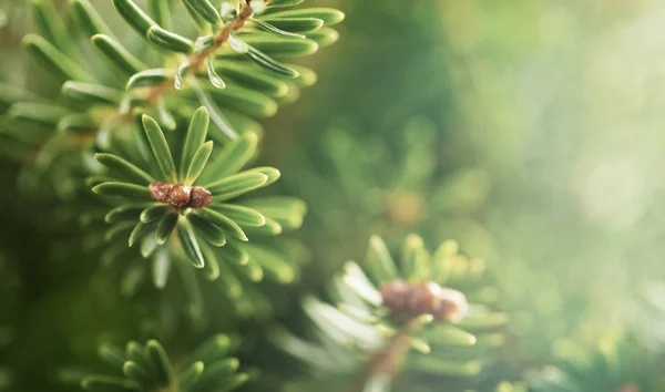 Piękne zielone gałęzie jodły bliska. Boże Narodzenie i zima — Zdjęcie stockowe