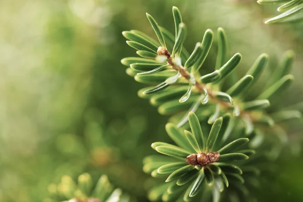 Piękne zielone gałęzie jodły bliska. Boże Narodzenie i zima — Zdjęcie stockowe