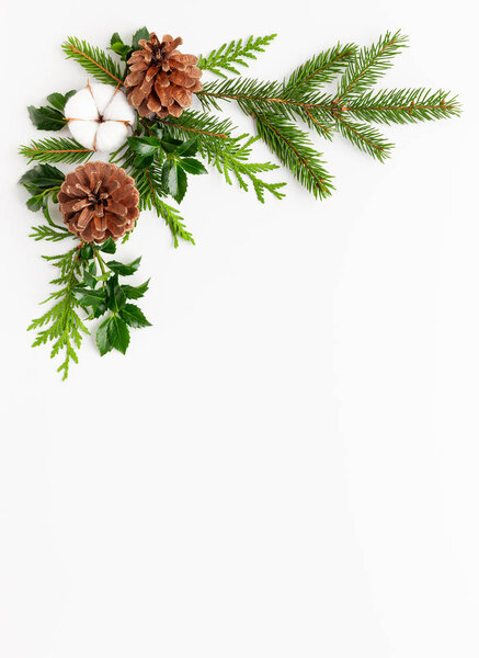 Christmas composition  with branches of spruce and holly  on whi