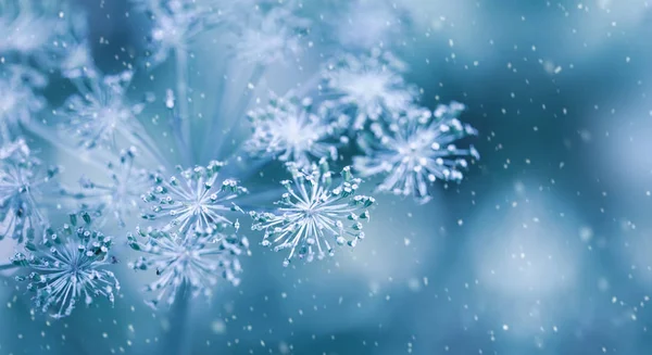 Fundo de inverno desfocado com plantas secas coberto hoarfrost em w — Fotografia de Stock