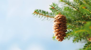 Noel ağacı dalları Bulanık mavi üzerinde çam kozalakları