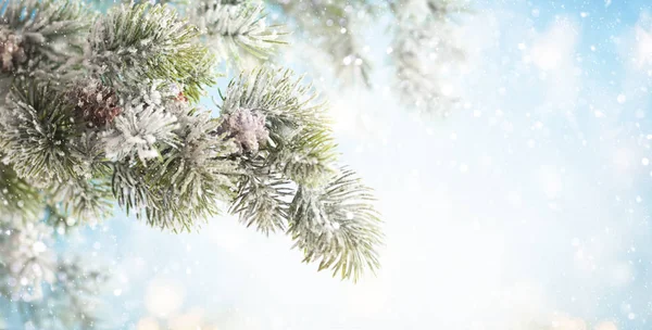 Christmas fir tree branches with pine cones on blurred blue