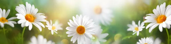 Gyönyörű Kamillavirág Réten Tavaszi Vagy Nyári Természet Jelenet Virágzó Százszorszép — Stock Fotó