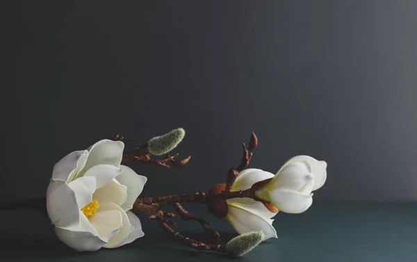 Minimales Stillleben Mit Einem Zweig Weißer Magnolie Auf Dunklem Hintergrund — Stockfoto