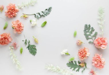 Mercan karanfilinden ve Senecio Cineraria 'nın gri arka plandaki gümüş yeşili yapraklarından oluşan çiçekler. Doğa konsepti, kopyalama alanı, düz alan.