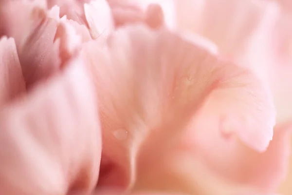 Sluiten Van Koraal Anjer Bloem Met Waterdruppels Bloemen Pastel Achtergrond — Stockfoto