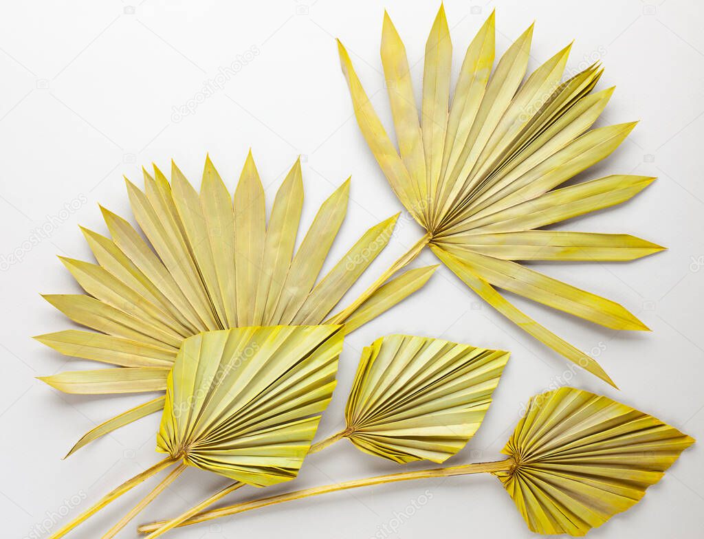 Beauty dried palm leaves on pastel grey background. Nature tropical concept, copy space, flat lay.
