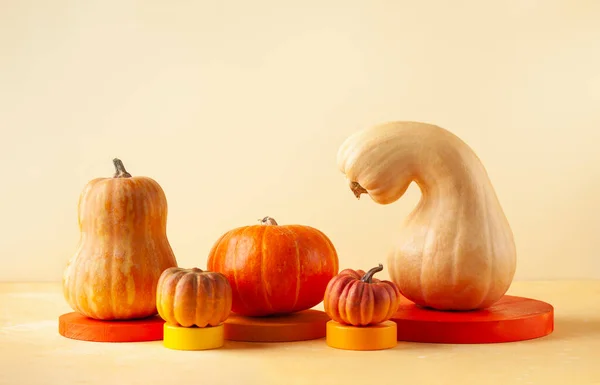 Modern Still Life Different Sort Pumpkins Colorful Podiums Autumn Concept — Stock Photo, Image