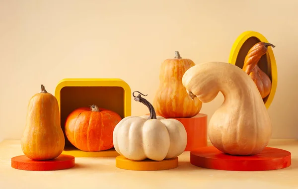 Modernes Stillleben Mit Verschiedenen Arten Von Kürbissen Auf Bunten Podien — Stockfoto