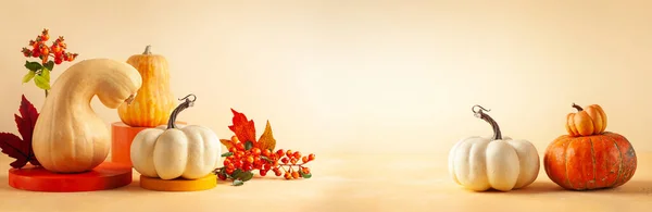 现代静谧的生活与不同种类的南瓜 浆果和树叶在五彩缤纷的盆栽上 带食物的秋天概念和带复制空间的彩色背景的几何物体 — 图库照片