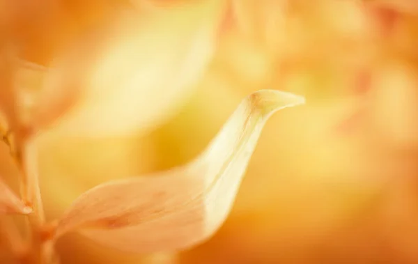 Herfst Wazig Natuur Achtergrond Silhouetten Van Planten Tegen Zonsondergang Achtergrond — Stockfoto