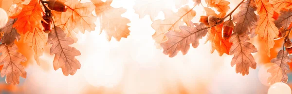 Podzimní Žluté Listy Dubu Žaludy Podzimním Parku Podzim Pozadí Listy — Stock fotografie