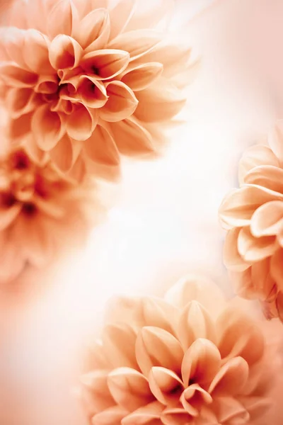 Herfst Bloemige Compositie Gemaakt Van Verse Gele Dahlia Lichte Pastel — Stockfoto