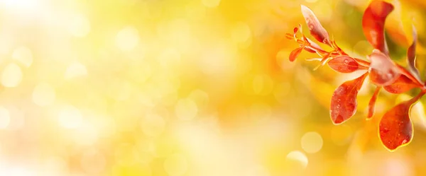Прекрасний Природний Фон Осіннім Листям Сонячних Променях Концепція Осіннього Сезону — стокове фото