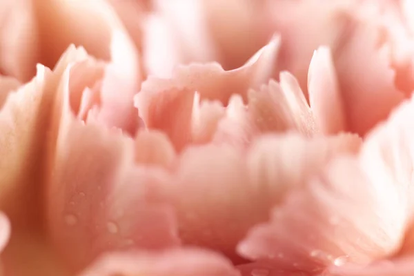 Abstract Floral Pastel Background Soft Focus Macro Close Coral Carnation — Stock Photo, Image