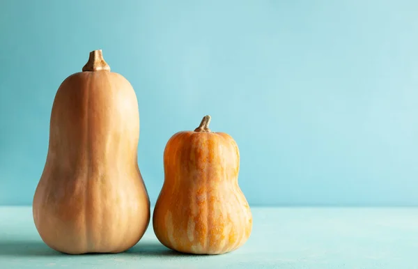 Butternut Kürbisse Auf Pastellblauem Hintergrund Mit Kopierraum Konzeptfeier Halloween Oder — Stockfoto