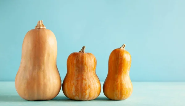 Butternut Kürbisse Auf Pastellblauem Hintergrund Mit Kopierraum Konzeptfeier Halloween Oder — Stockfoto