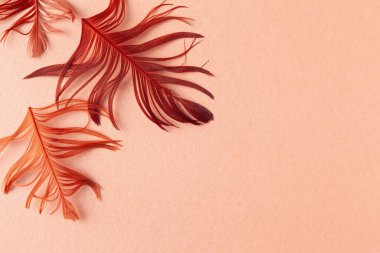 Mercan zemininde güzel kırmızı kuş tüyleri. Kopyalama alanı olan düz