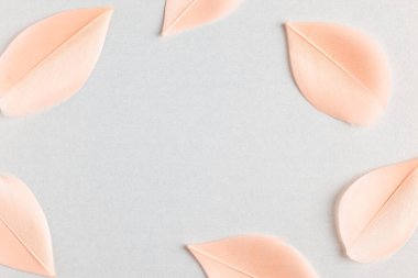 Pastel arka planda güzel sarı kuş tüyleri. Kopyalama alanı olan düz