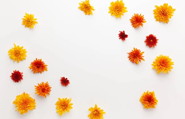 Herbst Komposition Mit Bunten Chrysanthemen Weißen Hintergrund Flache Lage Kopierraum — Stockfoto