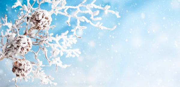 圣诞节或冬季的背景 雪白的霜冻枝条和松果 具有复制空间的自然景观 — 图库照片
