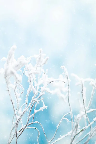 Fundo Inverno Com Ramos Nevados Gelados Árvores Fundo Céu Azul — Fotografia de Stock