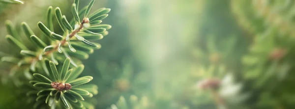 Piękna Zielona Jodła Zamyka Gałęzie Koncepcja Świąteczno Zimowa Delikatne Skupienie — Zdjęcie stockowe