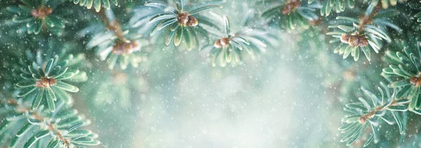 Beautiful Snowy Green Fir Tree Branches Close Christmas Winter Concept — Stock Photo, Image