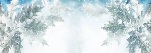 Зимний Фон Снежными Дубовыми Листьями Натуральным Зимним Боке Снежный Пейзаж — стоковое фото