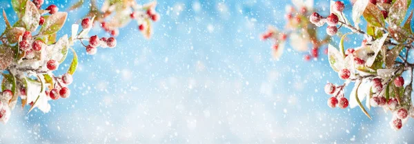 Świąteczne Lub Zimowe Tło Śnieżnoczerwonymi Gałązkami Jagód Krajobraz Przyrodniczy Przestrzenią — Zdjęcie stockowe