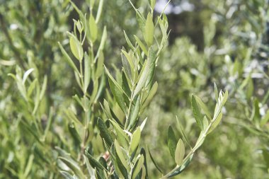 İspanya'da zeytin ağacı yetiştiriciliği