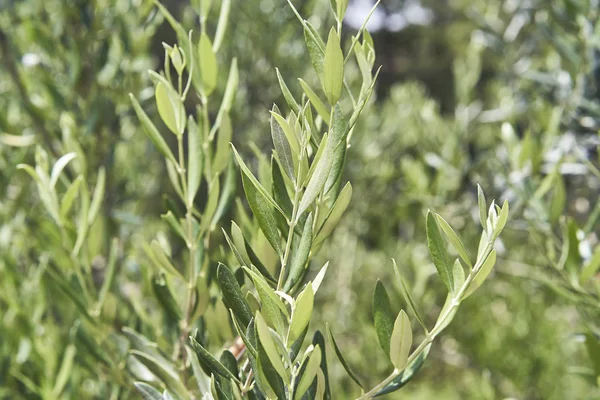 İspanya'da zeytin ağacı yetiştiriciliği