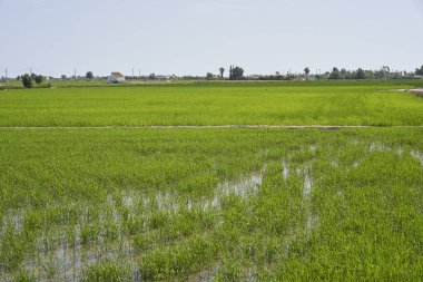 Delta del Ebro fabrikasında pirinç