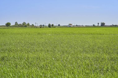 Delta del Ebro fabrikasında pirinç
