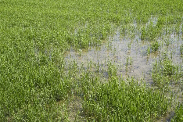 Impianto Riso Nel Delta Del Ebro — Foto Stock