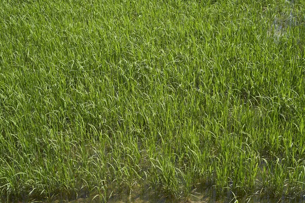 Рисовый Завод Дельте Эбро — стоковое фото