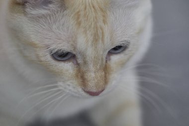 Mavi gözlü beyaz kedi.