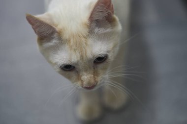 Mavi gözlü beyaz kedi.