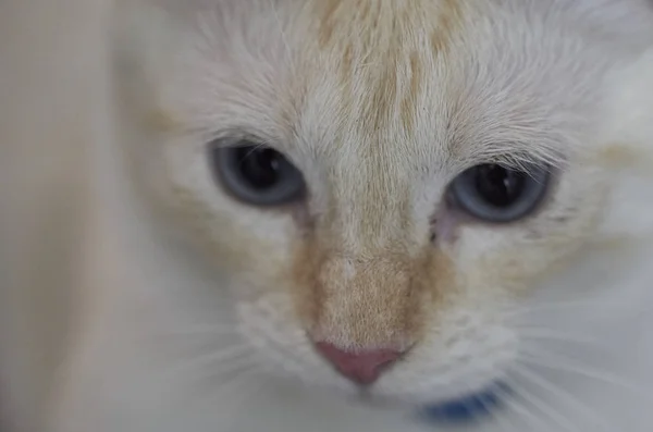 Gato Blanco Con Ojos Azules — Foto de Stock