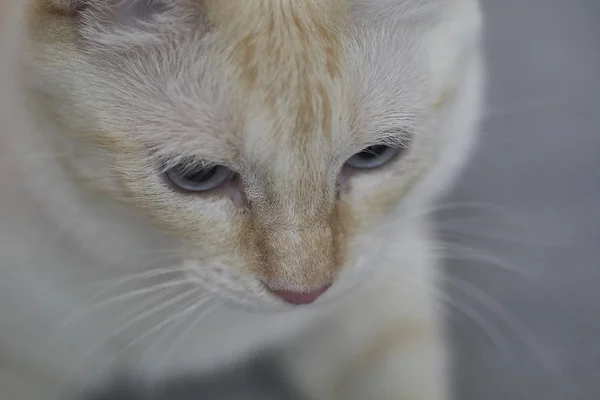 Gato Branco Com Olhos Azuis — Fotografia de Stock