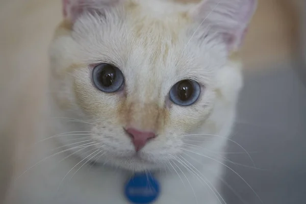 Gato Blanco Con Ojos Azules —  Fotos de Stock