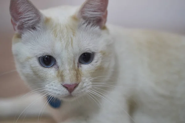 Gato Blanco Con Ojos Azules —  Fotos de Stock