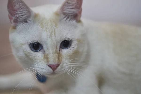 Weiße Katze Mit Blauen Augen — Stockfoto