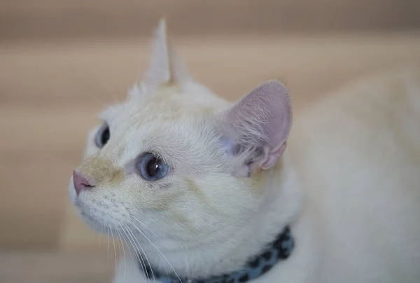 Білий Кіт Блакитними Очима — стокове фото