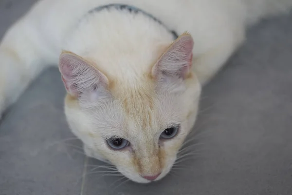 Gato Branco Com Olhos Azuis — Fotografia de Stock