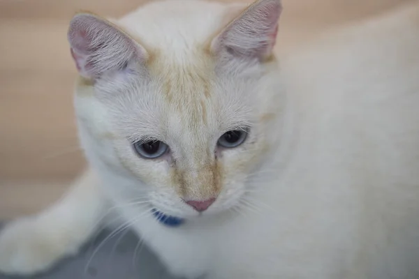 Gatto Bianco Con Gli Occhi Azzurri — Foto Stock