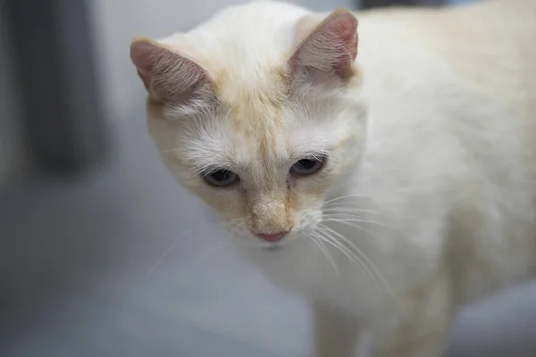 Gato Blanco Con Ojos Azules — Foto de Stock