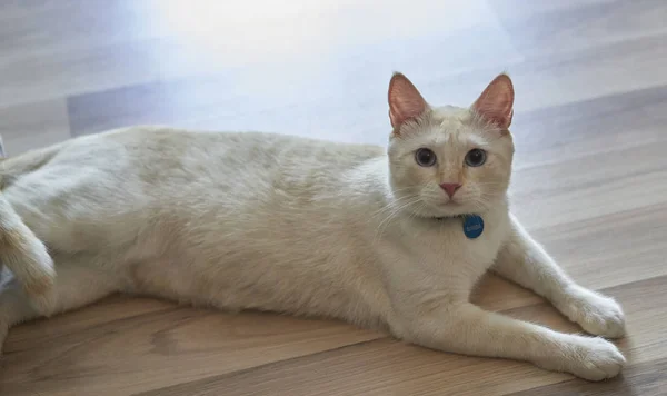Gato Branco Com Olhos Azuis — Fotografia de Stock